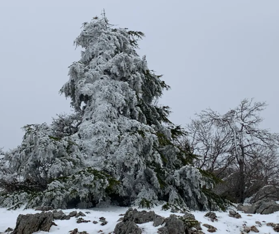 Lebanon Syria Feedback (4)